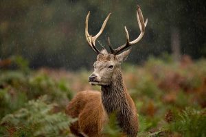 Thermal imaging to survey deer