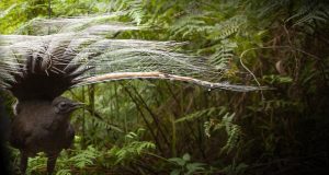 Listening for the lyrebird song