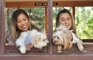 Furry-friends aboard the Dog Express