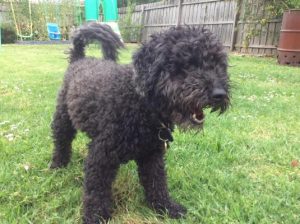 Blind man’s beloved poodle sold by pet-sitter