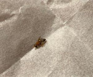 Fruit fly found in Cockatoo
