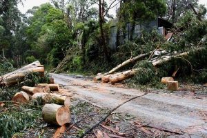 Why was the storm so devastating for the Dandenongs?