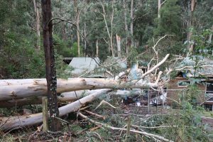 Calls to recycle fallen hardwood