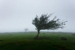 100km/h winds to lash the Dandenongs