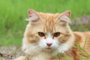 Cat curfew to go ahead
