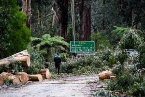 Fallen timber to tell a story