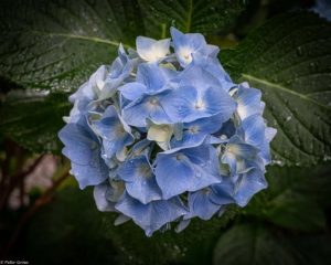 Snippets: Friends of George Tindale flower sale