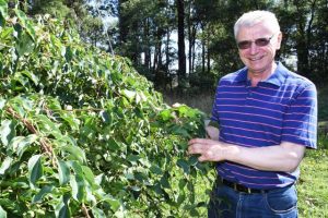 Gembrook the home of Australia’s kiwiberries