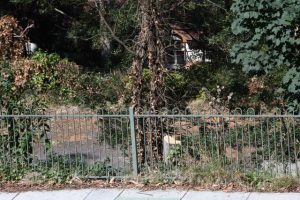Vegetation removal at Old Belgrave Motors site raises concern