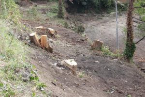 Removal of messmate near development site raises concern