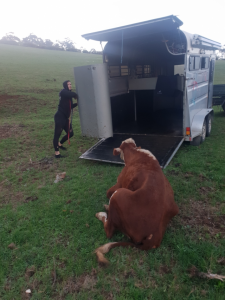 Death of emancipated cow raises animal welfare concerns