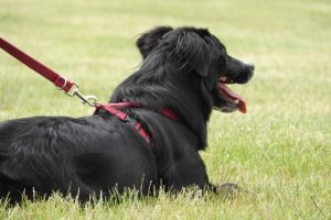 Pet rego in Yarra Ranges due in April