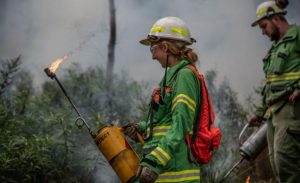 Forest Fire Management Victoria ramping up planned burns