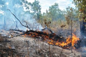 Council submits bushfire overlay recommendations to State report