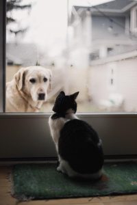 Knox Council release Domestic Animal Management Plan