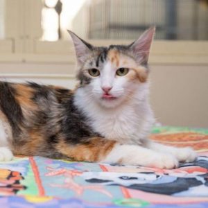 Cat information session with RSPCA behaviorist