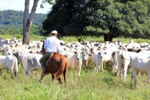 Scholarships available for young farmers