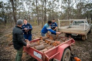 Firewood collection season opens