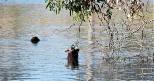 Maintenance work begins at “Lake Knox”