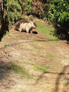 Locals urged to report mange in wildlife after recent wombat sighting