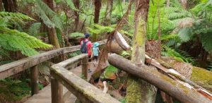 Olinda bike trail has support from Yarra Ranges Council