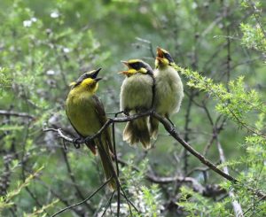 Win for conservationists as Yellingbo landscape expands