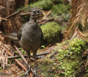 Female lyrebirds’ secrets revealed