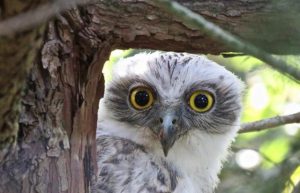 Powerful Owl’s mating season