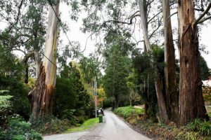 Council moves to inspect trees on Jacka and Macnamara Street Ferny Creek