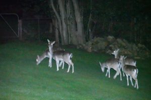 Feral deer could cost Victoria up to $2.2 billion over the next 30 years, report suggests