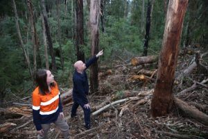 Speeding up the regeneration of habitat hollows