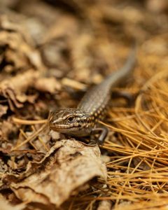 Hope for the future for endangered skinks