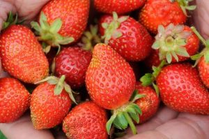 Next generation of Yarra Ranges agriculture supported by boost for education