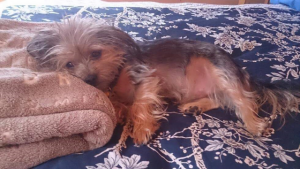 Kalorama locals devastated after death of a family dog