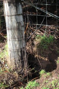 Rabbit control a hot topic in Emerald this week