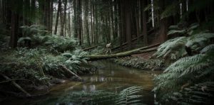 Urban myths in the Dandenong Ranges