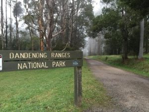 Woman on her way to Knox Private Hospital after fall in the Dandenong Ranges National Park