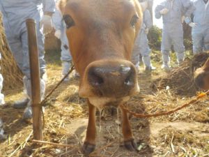 Preparations ramp up to prevent Foot-And-Mouth disease