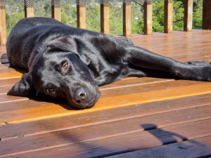 local family fundraising for support dog’s surgeries