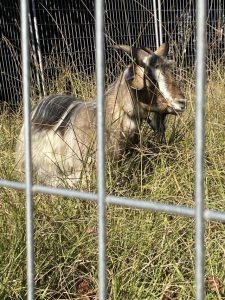 Long-time stray goat of Belgrave now in veterinarian care