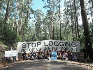 Petition calls to cease all logging of native trees