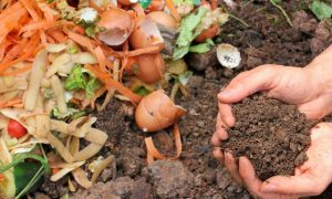 Thriving edible gardens in the foothills