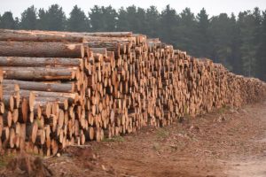 tougher penalties for protesters in timber zones after amendment passes
