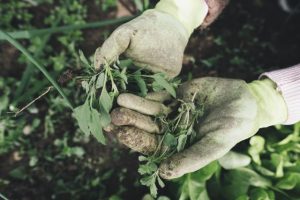 Swap your weeds for trees at Emerald Library