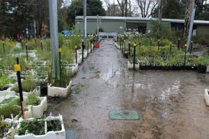 CelKnox Environment Society celebrates 40 years with Spring Festival