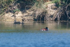 Over 580 objections to Lake Knox building projects