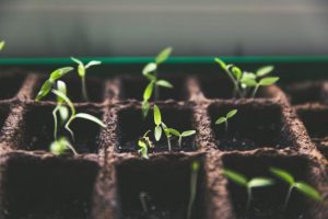 Free spring workshops come to Emerald