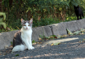 Community consultation soon to open for Yarra Ranges Domestic Animal Management Plan