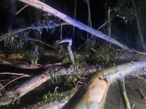 Emerald SES called out to assist with fallen trees in Gembrook after rough winds yesterday
