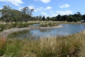 Blue-green algae risk for famers